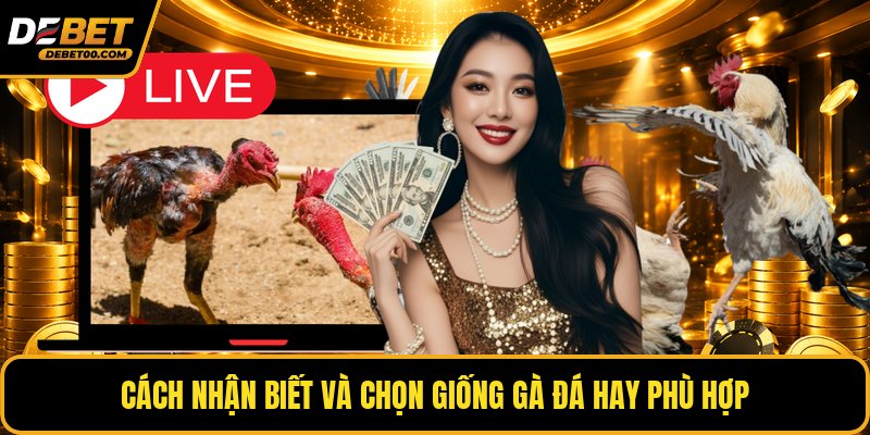 Giống Gà Đá Hay - Danh Sách Gà Chiến Và Đặc Điểm Chuẩn