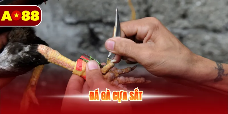 Đá Gà Cựa Sắt - Cá Cược Sôi Động Không Giới Hạn Mỗi Ngày