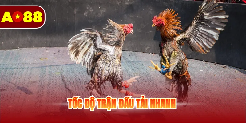 Đá Gà Cựa Sắt - Cá Cược Sôi Động Không Giới Hạn Mỗi Ngày